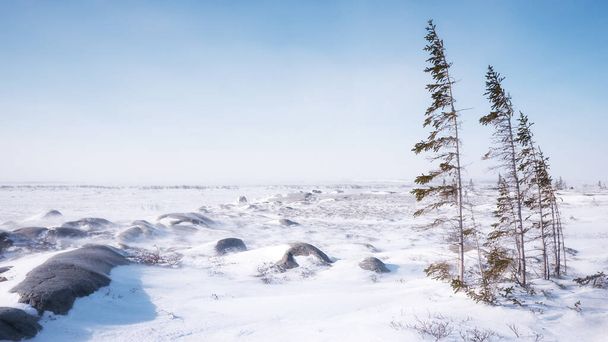 Вітряний тундровий ландшафт холодного зимового дня на півночі Канади, з кількома тонкими деревами, які борються за виживання в неродючій місцевості і субарктичному кліматі.. - Фото, зображення