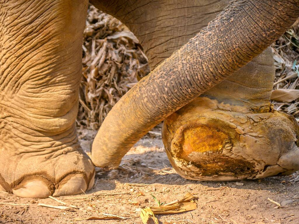 Vue rapprochée d'une blessure au pied qui a été traitée médicalement et guérie après qu'un jeune éléphant d'Asie a été pris dans un piège à claire-voie illégal en Thaïlande, un problème croissant pour la faune sauvage en Asie du Sud-Est. - Photo, image