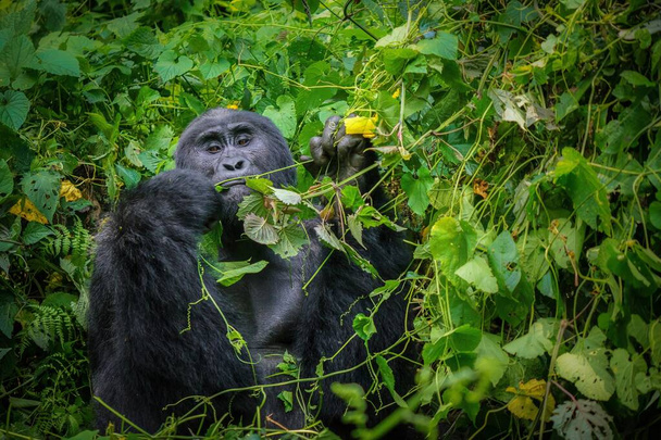 Pelkästään urospuolinen hopeaselkäinen vuorigorilla (Gorilla beringei beringei), joka valmistautuu syömään lehtiä käyttäen ihmisen kaltaisia käsiä luonnollisessa ympäristössään, jota ympäröi Bwindin läpitunkemattoman metsän tiheä lehvistö Ugandassa.. - Valokuva, kuva
