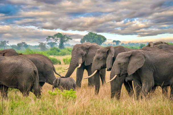 A herd of female African elephants (Loxodonta africana) protects a young calf as they walk through the beautiful landscape of Queen Elizabeth National Park, Uganda. - Photo, Image