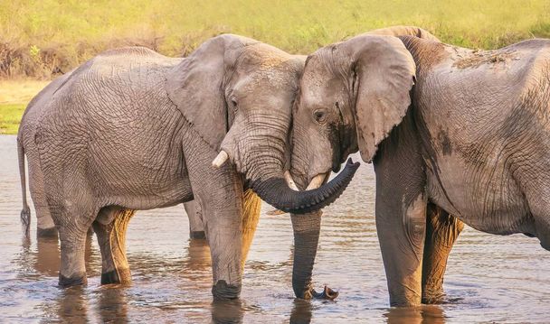 Δύο αρσενικοί ελέφαντες φαίνεται να γνωρίζονται, επιδεικνύοντας φιλική, στοργική συμπεριφορά ενώ κολυμπούσαν σε ένα ποτάμι στη Μποτσουάνα.. - Φωτογραφία, εικόνα