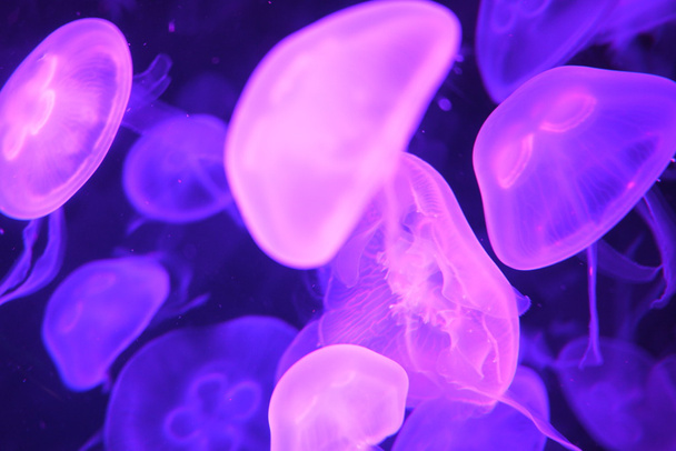 Ryhmä meduusoja meressä akvaario violetissa valossa
 - Valokuva, kuva