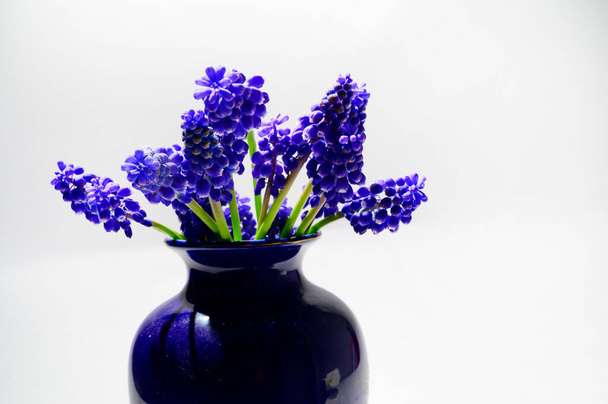 beautiful mouse hyacinths flowers in vase on light background, spring concept, close view   - Photo, Image