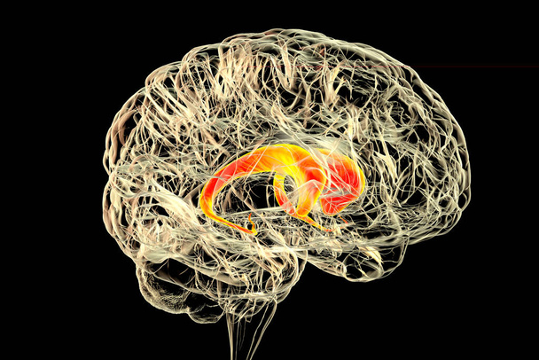 İnsan beyninde dikkat çekici çekirdek, 3 boyutlu illüstrasyon. Tedbir çekirdeği bazal gangliyonun bir bileşenidir, motor süreçleriyle ilişkilendirilir ve Parkinson hastalığında rol oynar. - Fotoğraf, Görsel