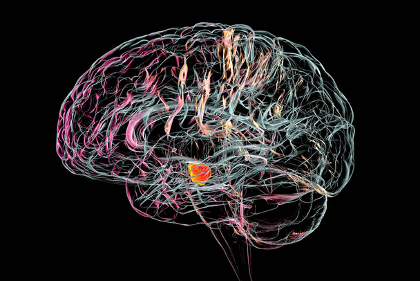 脳の中脳の実質的な脳、 3Dイラスト。実質的な脳は運動と報酬を調節し、その変性はパーキンソン病の発症の鍵となるステップである。 - 写真・画像