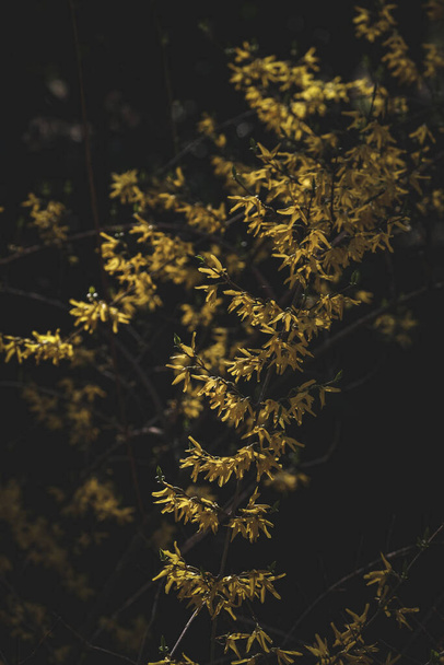 A closeup shot of yellow Forsythia flowers on the tree - Foto, afbeelding