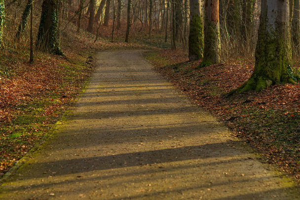 Een pad in het park in de middagzon, bedekt met droge bladeren. Vroeg voorjaar. - Foto, afbeelding