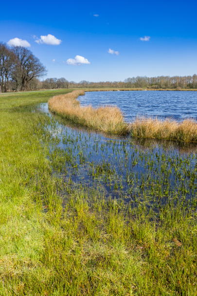 Трава і очерет біля маленького озера в Дренте поблизу Орвельте (Нідерланди). - Фото, зображення