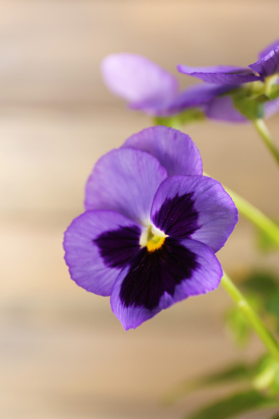 Beautiful violet flower - Foto, imagen