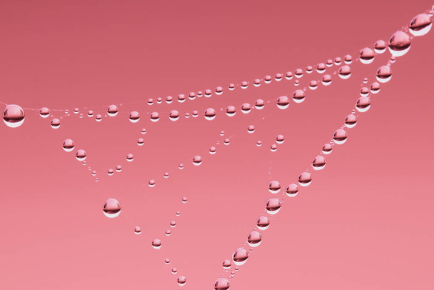 A closeup shot of dewdrops on a spider web - Foto, imagen