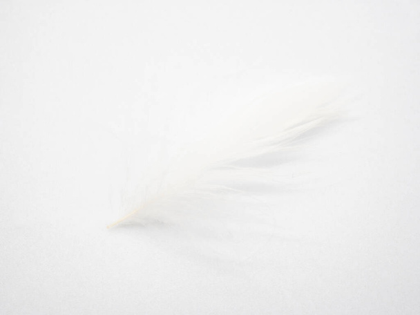 A closeup shot of a white feather isolated on white - Valokuva, kuva