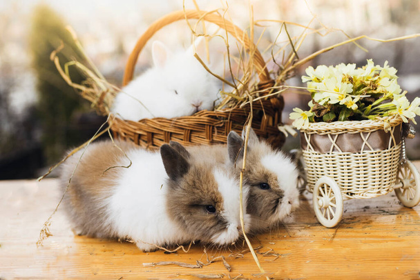 A closeup of small rabbits with flowers in baskets for Easter on the table under the sunlight - Photo, Image