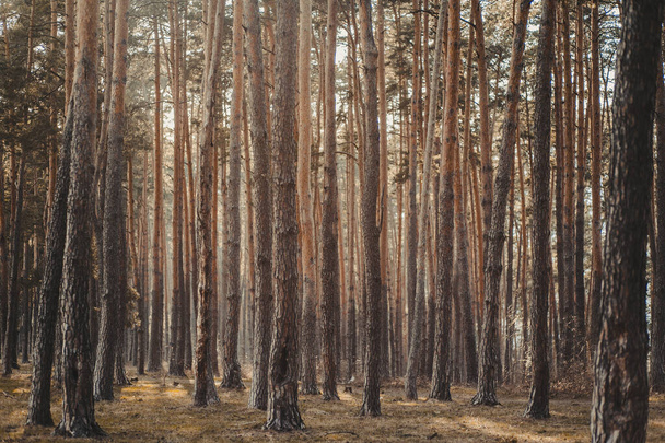 A natural view of tall pine trees in a forest in the countryside - Photo, Image