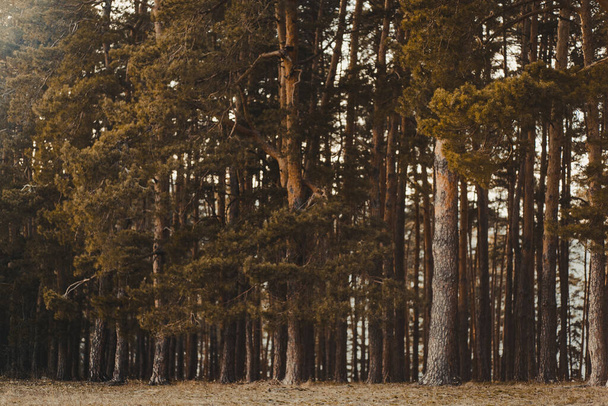 Ein natürlicher Blick auf hohe Kiefern in einem Wald auf dem Land - Foto, Bild