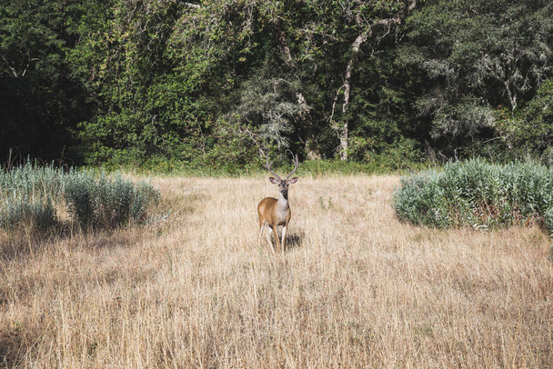 A beautiful view of a deer standing on a dry grass meadow - Foto, imagen