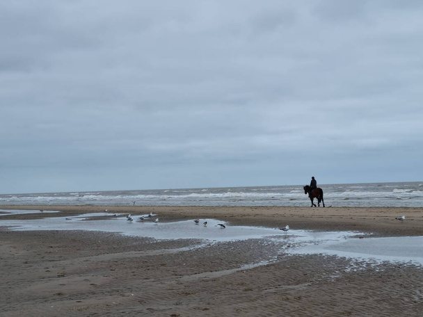 An impressive view of a woman on a horse on a gloomy morning at a sandy beach - Zdjęcie, obraz