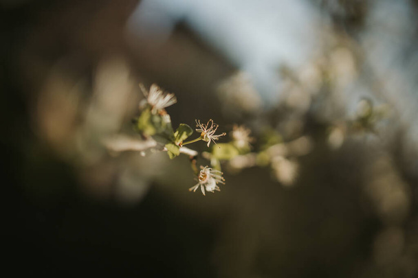 A group of white spring flowers on a blossoming tree branch with blurred background - Photo, image