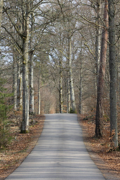 path trees in the morning - Fotoğraf, Görsel