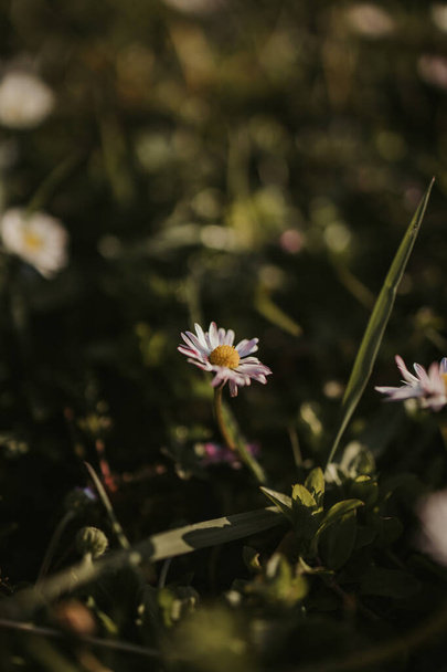 A vertical shot of a daisy in a field of tall grass with gentle golden sunlight - 写真・画像