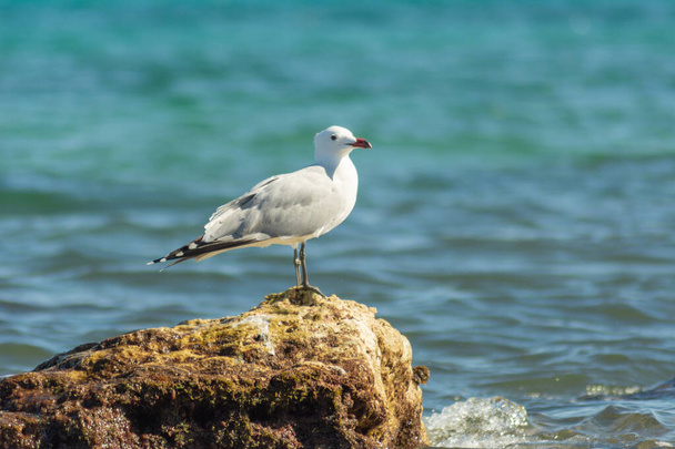 A closeup of an Audouin's gull standing on a rock in the sea - Fotoğraf, Görsel