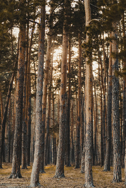 A natural view of tall pine trees in a forest at sunset - Foto, Imagen