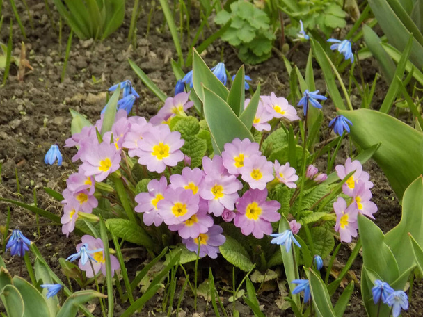 Onagre ou onagre (Primula) - Photo, image
