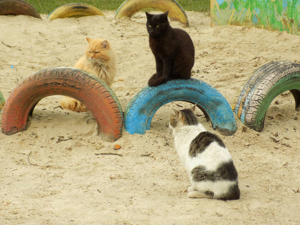  Domestic cat, or domestic cat (Felis silvestris catus)                                        - Photo, Image