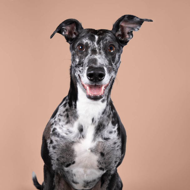 Studioshot czarnoszarego i białego lurchera typu sighthound, który jest mieszanym chartem lub whippet na beżowym tle - Zdjęcie, obraz