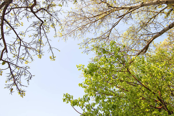 枝と葉空の背景 - 写真・画像