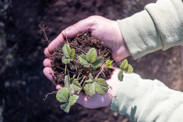 Strawberry sprouts in hand in spring - Foto, Bild