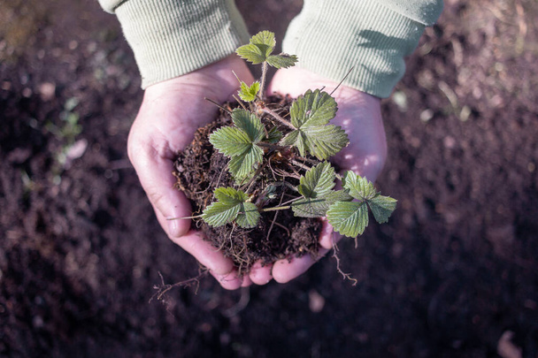 Strawberry sprouts in hand in spring - Foto, imagen