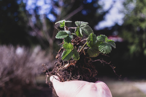 Strawberry sprouts in hand in spring - Photo, image