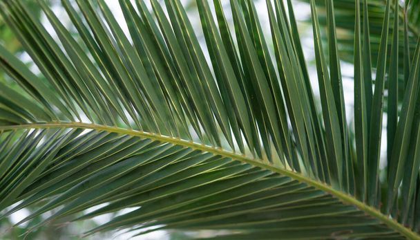 Fresh green palm tree foliage, tropical nature. - Photo, Image