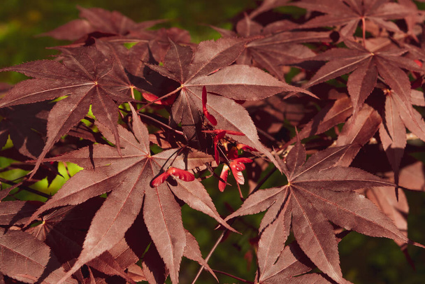 Κοντινό πλάνο του ιαπωνικού σφενδάμου παλαμικού με τα διακριτικά κόκκινα φύλλα του κατά την ανοιξιάτικη περίοδο. - Φωτογραφία, εικόνα