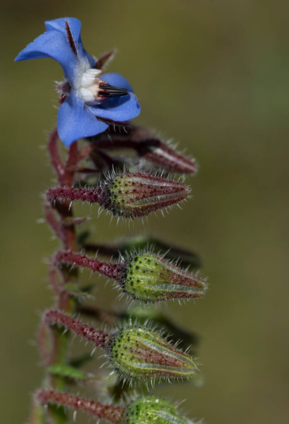Close-up of borage or cucumber herb or kukumerkraut (Borago officinalis), which has opened the first flower above many buds against a green background. - Photo, Image