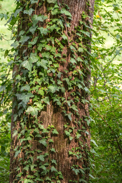Climbing plant on a tree trunk. Green ivy climbing up tree trunk. Natural background - Zdjęcie, obraz