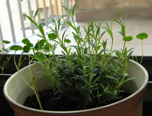 ένα νεαρό φυτό - αναρριχητικό νεροκάρδαμο και λεβάντα - Φωτογραφία, εικόνα