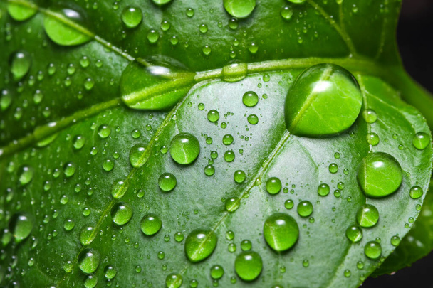 Jeunes feuilles de piment vert avec gouttes d'eau gros plan macro photographie - Photo, image