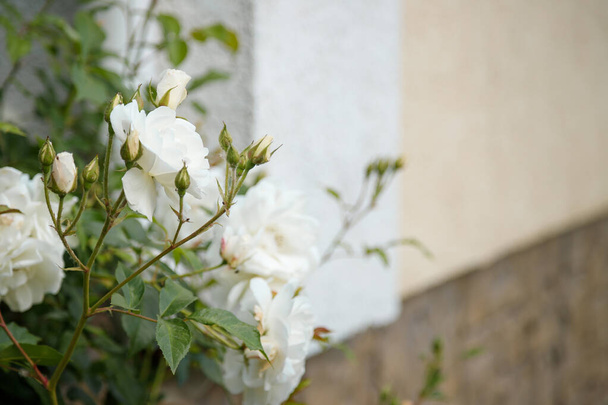 Piękny krzak białych róż na nieostrym tle budynku. Wiosna kwitnie, ogrodnictwo i spokój koncepcja. Przestrzeń kopiowania. - Zdjęcie, obraz