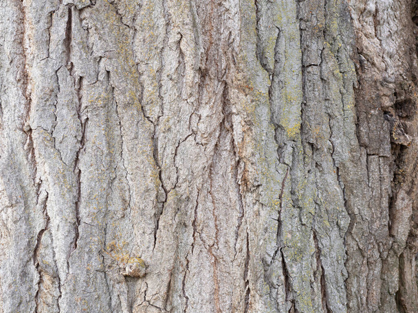 Textura macro de um tronco de pinheiro muito antigo. Papel de parede ou textura de propósito geral - Foto, Imagem
