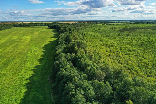 summer forest top view drone, background green trees panorama landscape - Foto, imagen