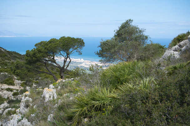 Prachtig natuurlandschap met bomen en de zee op de achtergrond, gelegen op de top van de berg in Denia, Alicante, Spanje - Foto, afbeelding
