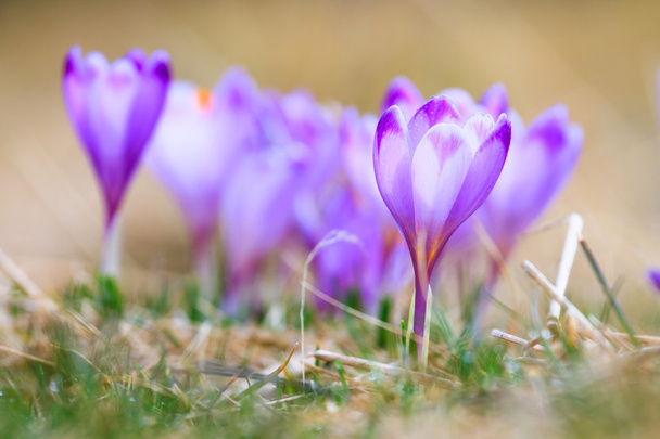 紫のクロッカス、春の花の咲く - 写真・画像