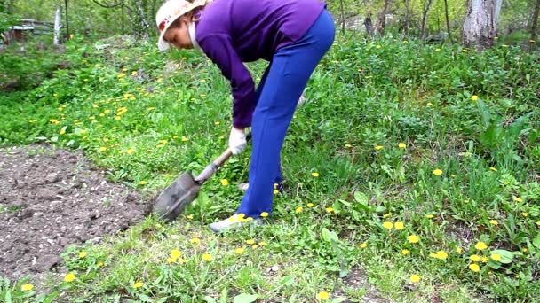 γυναίκα σκάβοντας φτυάρι γη σε ένα κρεβάτι στον κήπο - Πλάνα, βίντεο