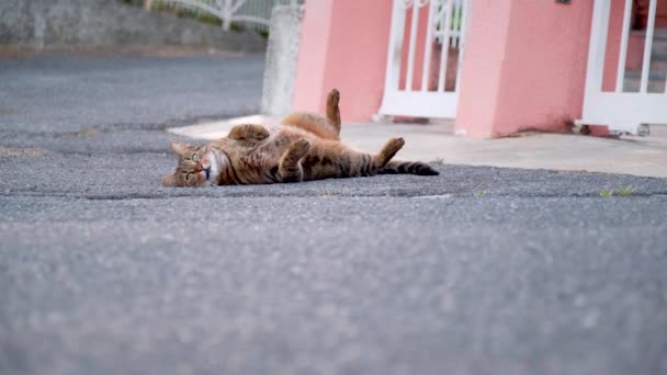 Kissa haukottelee ja makaa kadulla. Kotimainen lemmikki rentouttava. - Materiaali, video