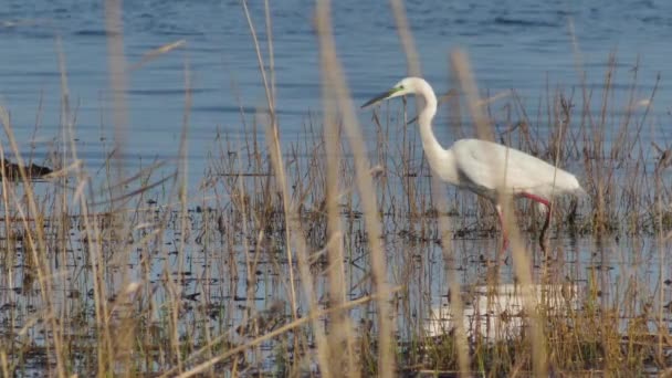 Der Silberreiher macht Jagd auf Fische (Egretta alba). Geschützte Vogelarten - Filmmaterial, Video