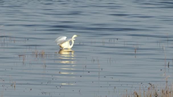 La gran garza se aprovecha de los peces (Egretta alba). Especies de aves protegidas - Metraje, vídeo