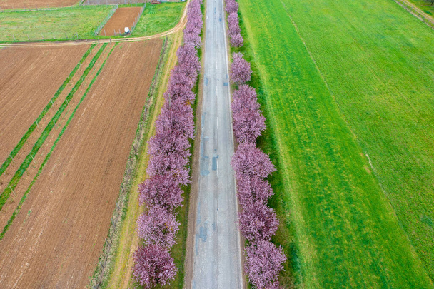 Berkenye, Ungarn - Luftpanorama über schöne blühende Pflaumenbäume am Straßenrand. Frühling Sonnenaufgang Landschaft, Kirschblüte. - Foto, Bild