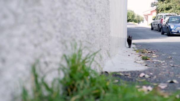 Un gatto randagio smarrito che va per strada. Gatto nero vagabondo in cerca di cibo e una casa. Affamato animale domestico senzatetto esplorare. - Filmati, video