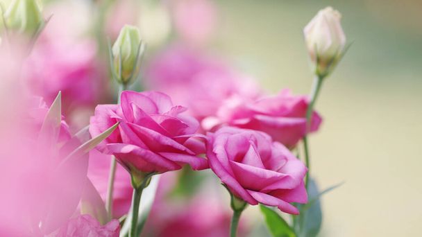 Zblízka růžová Eustoma nebo Lisianthus květiny na růžové zelené rozmazané zahradní příroda pozadí. Lisianthus je trvalka s teplou zónou, která se rodí v příkopech a pastvinách. - Fotografie, Obrázek